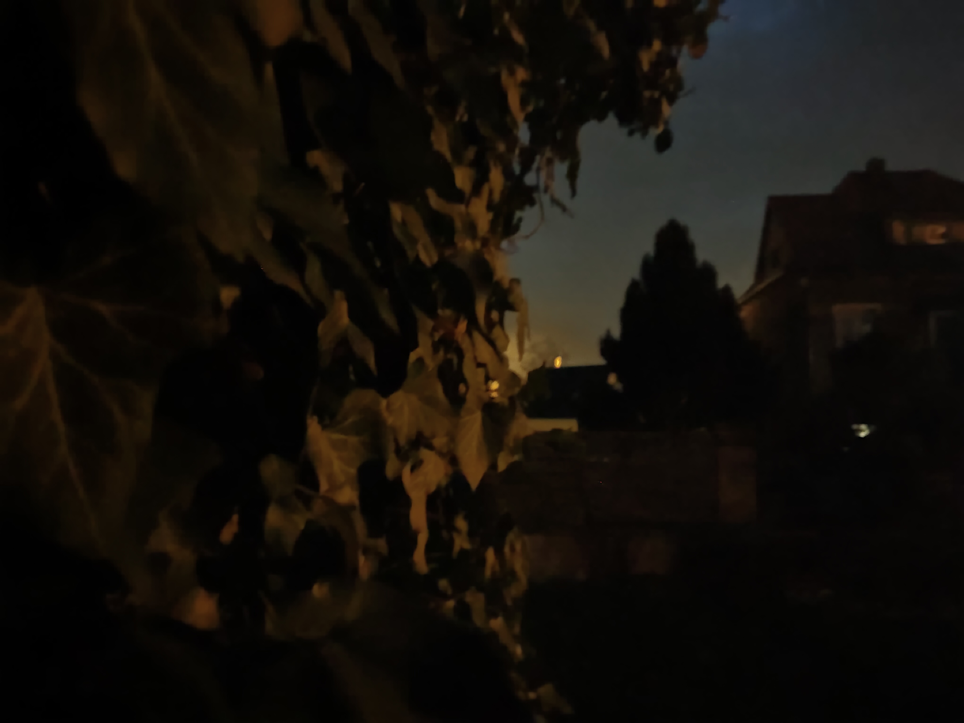 nighttime garden view