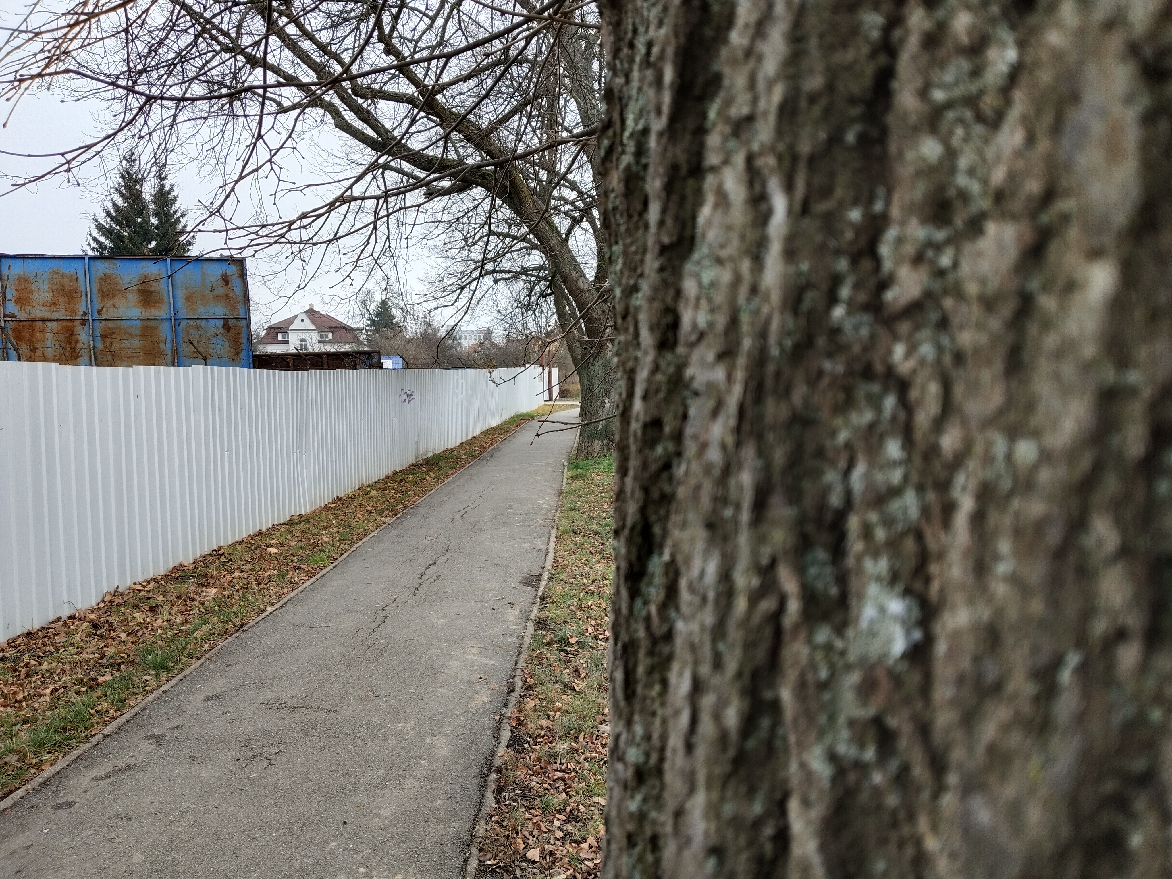 tree bark and pathway angle