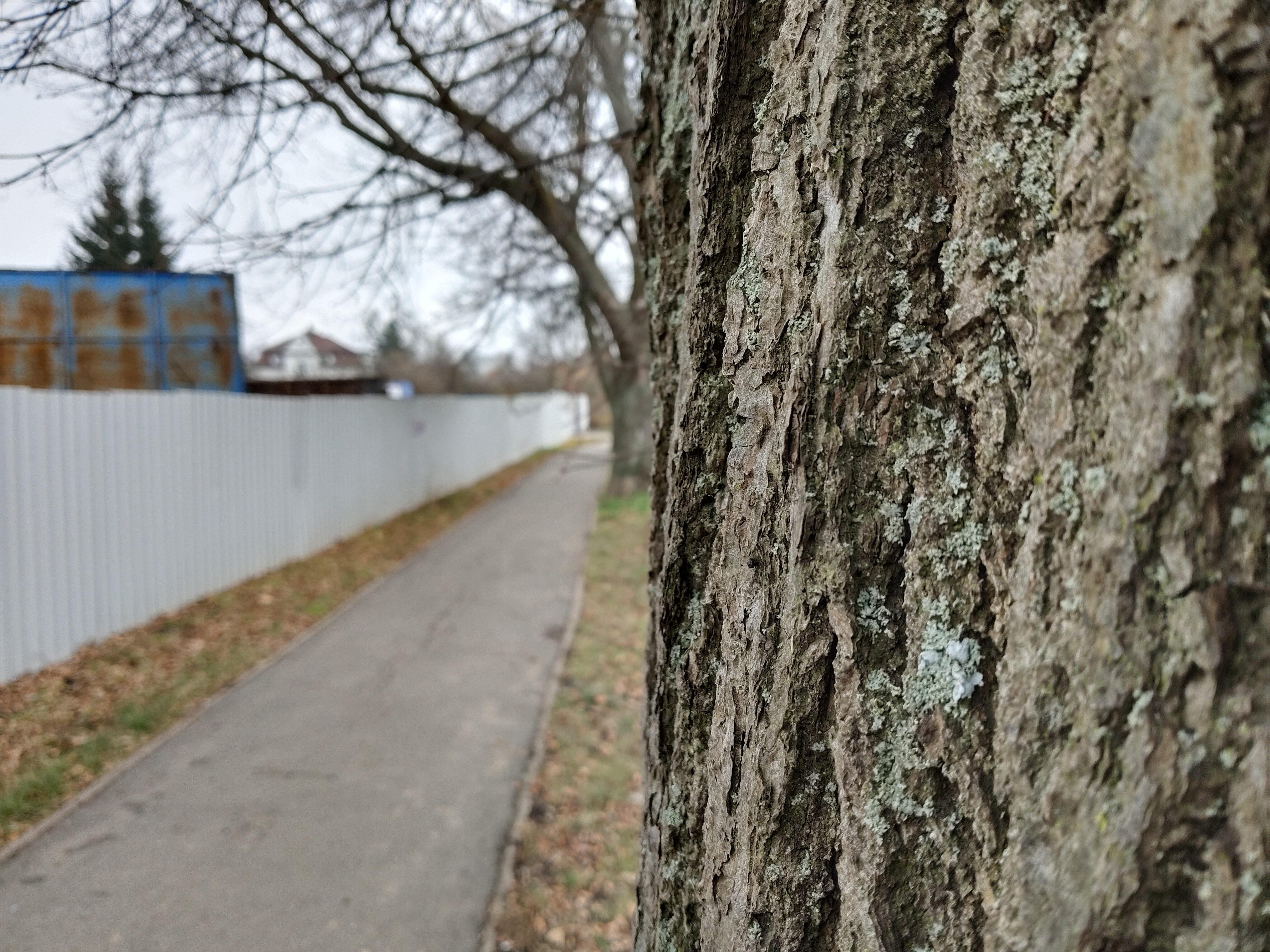 tree bark and pathway