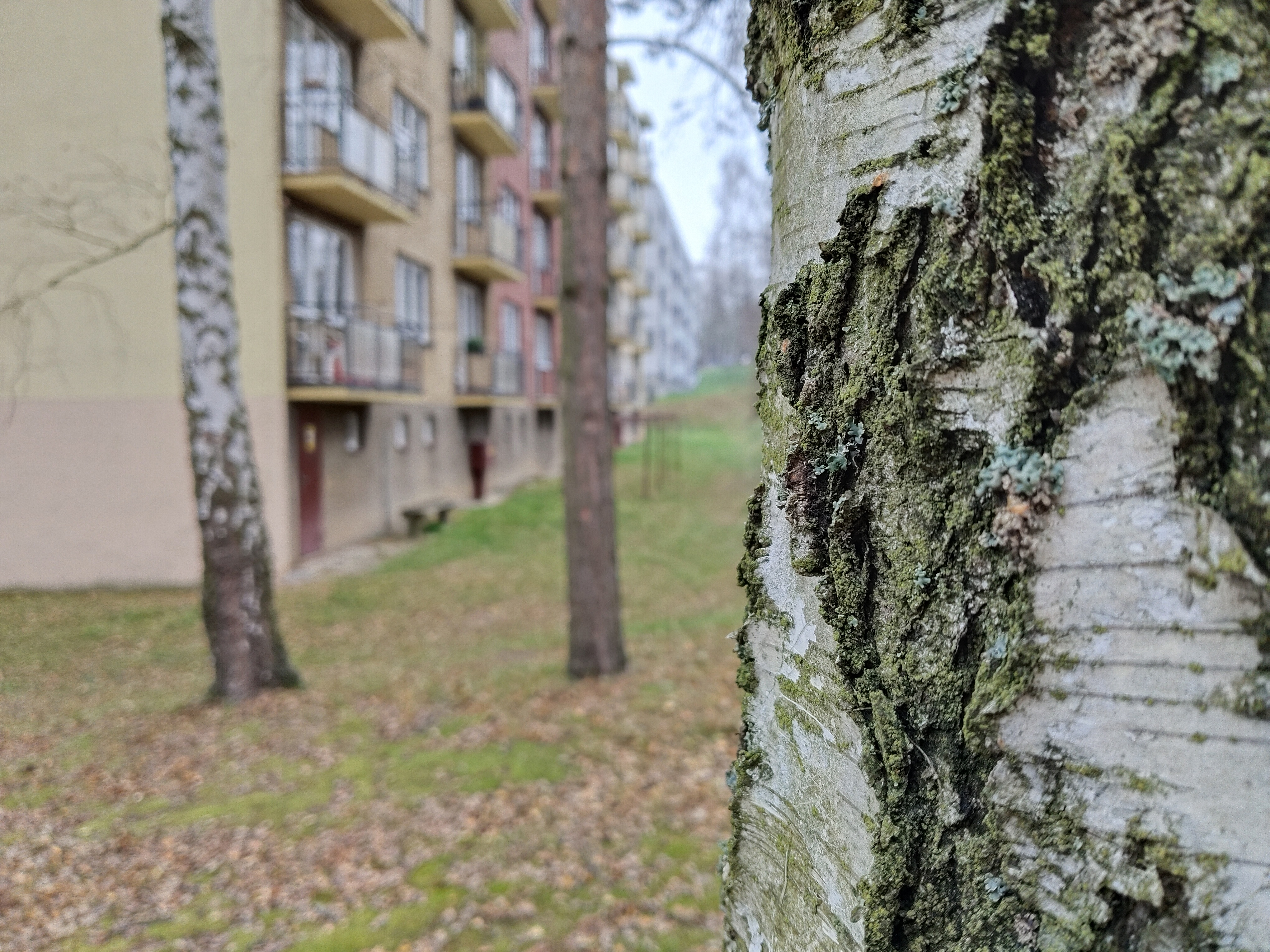 tree bark closeup apartment background
