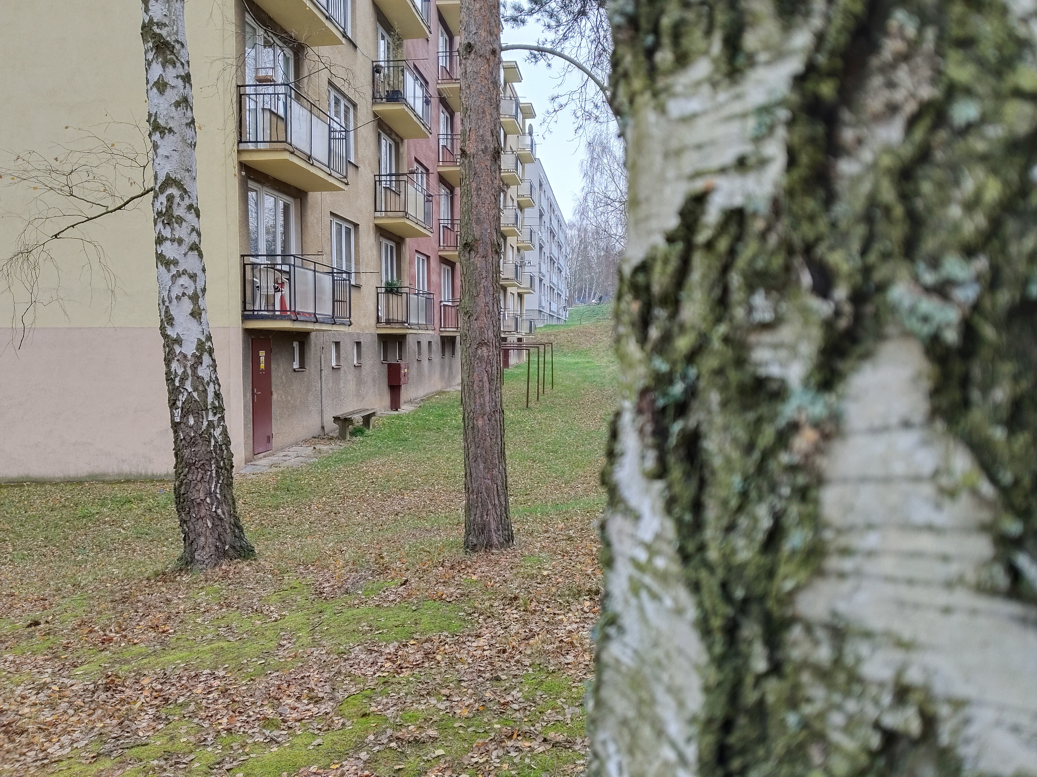 tree bark focus apartment background