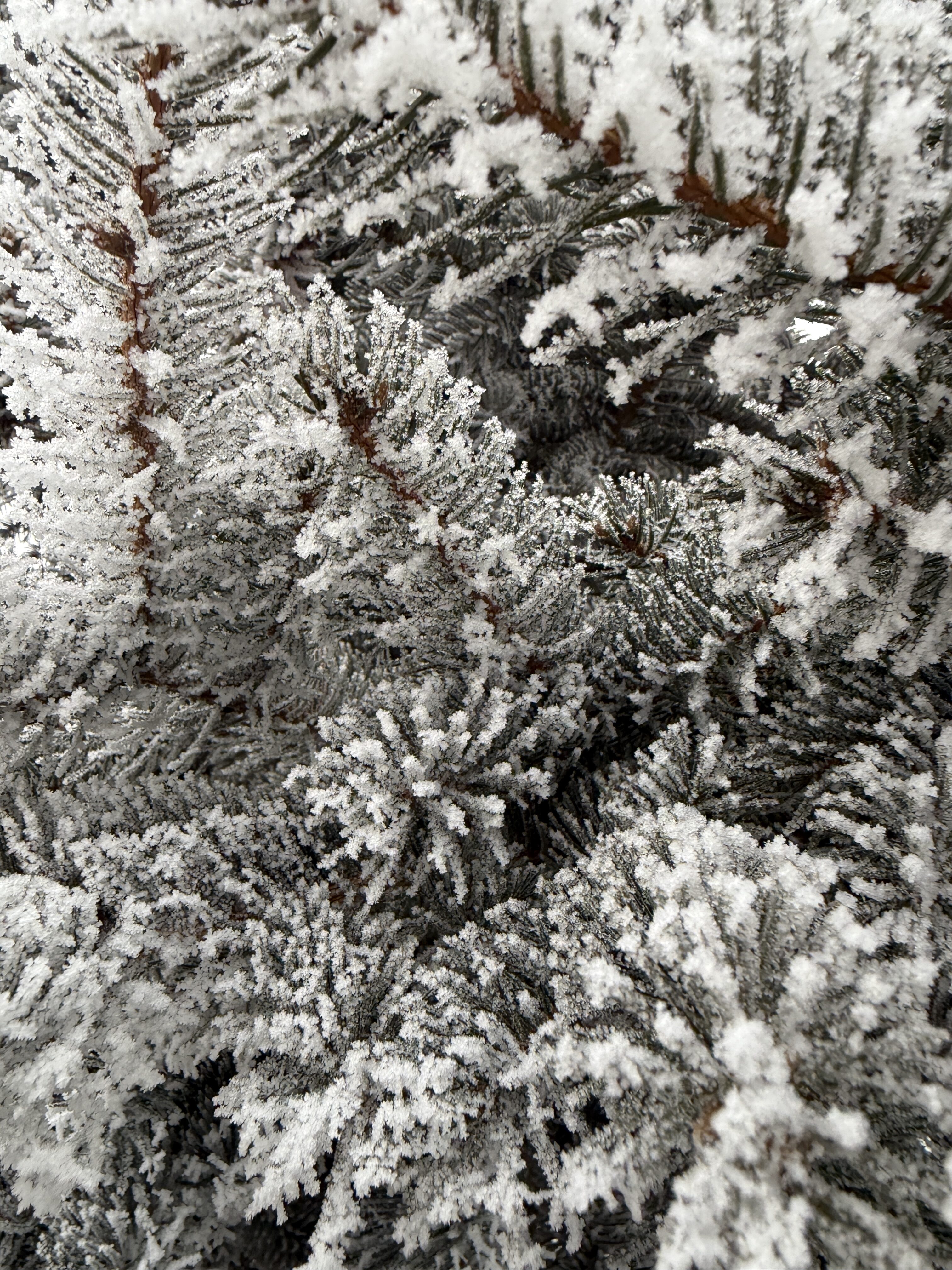 iPhone 16 Pro foto LsA 30