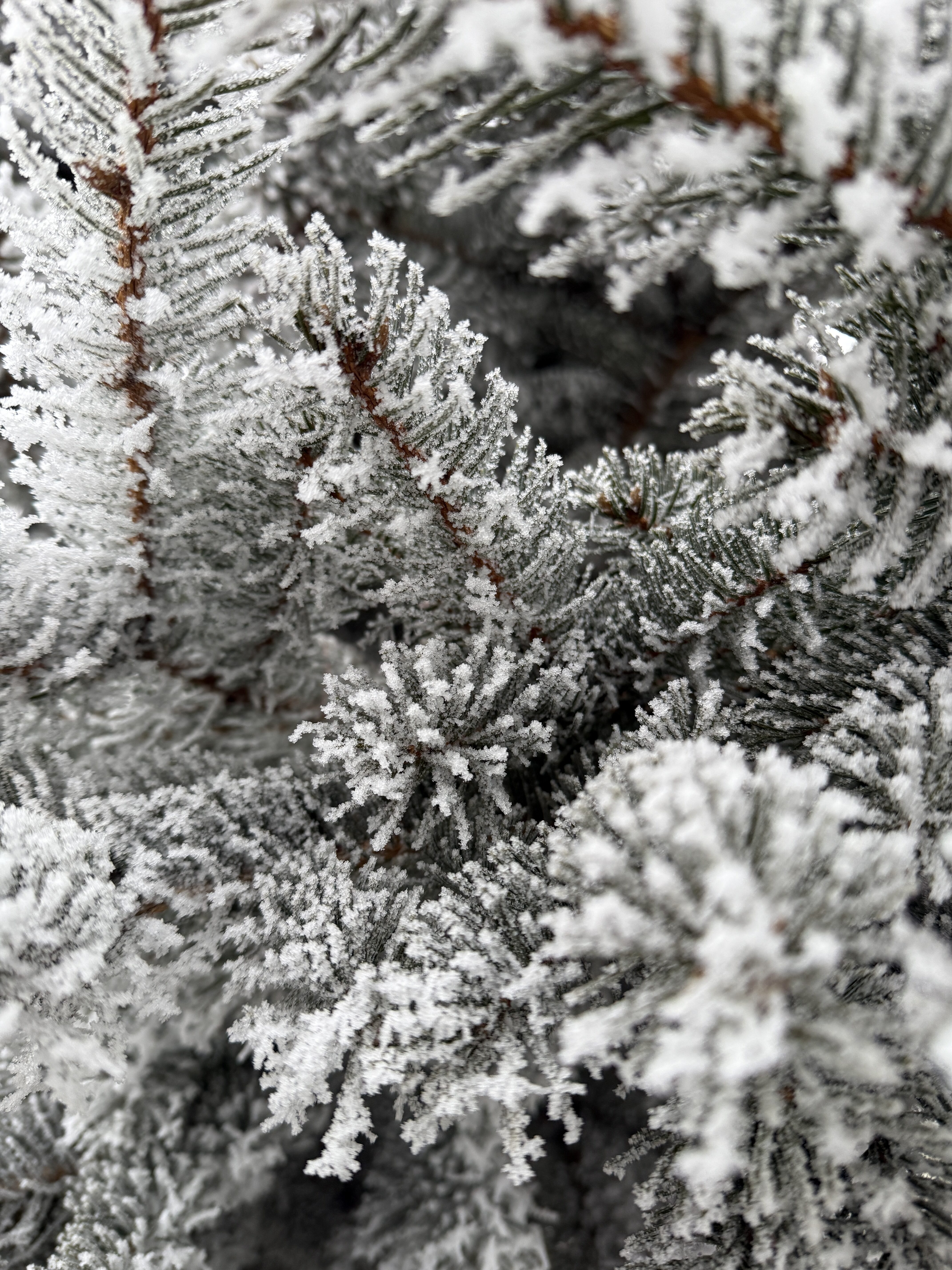 iPhone 16 Pro foto LsA 31