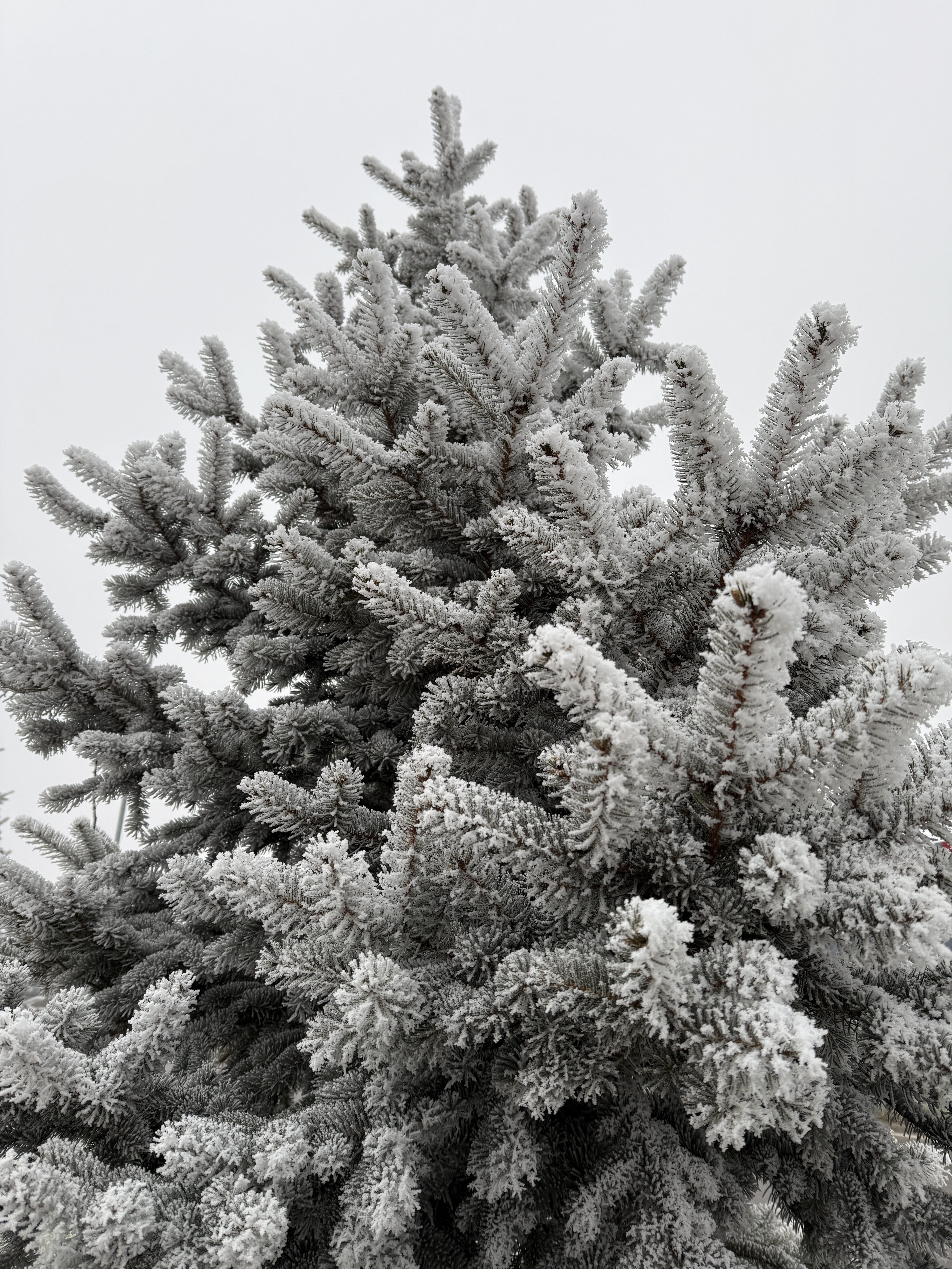 iPhone 16 Pro foto LsA 32