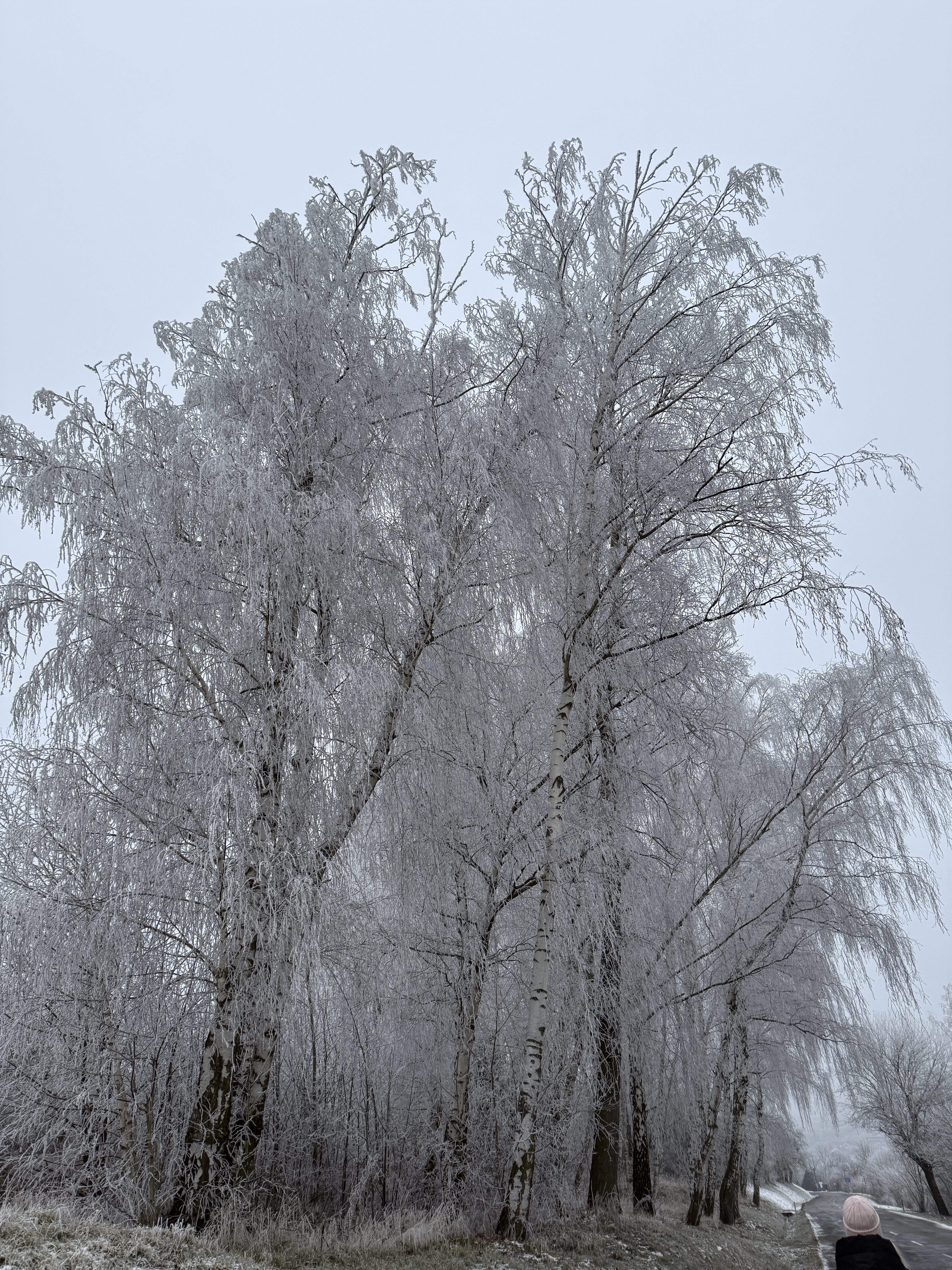 iPhone 16 Pro foto LsA 39