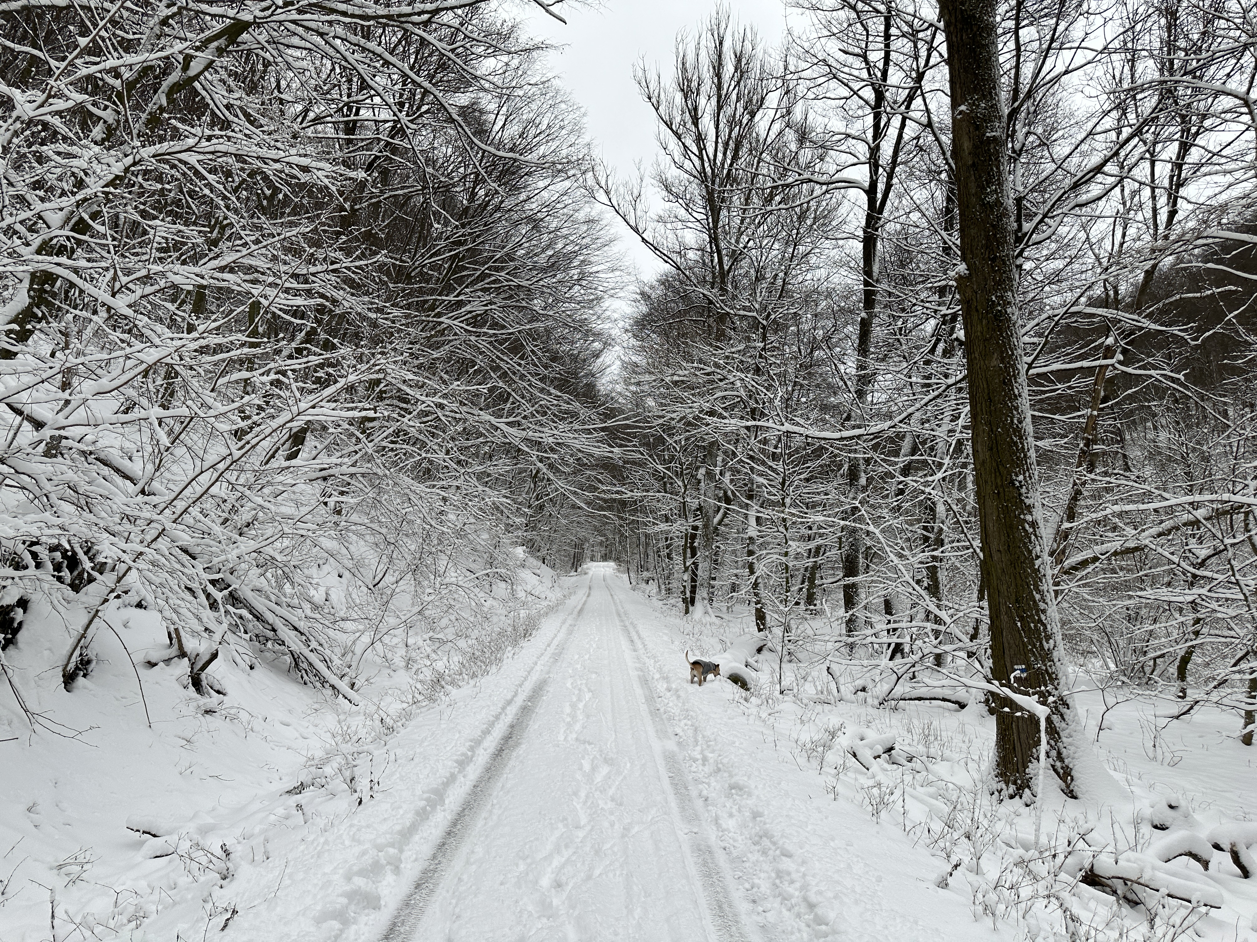 snowy forest path