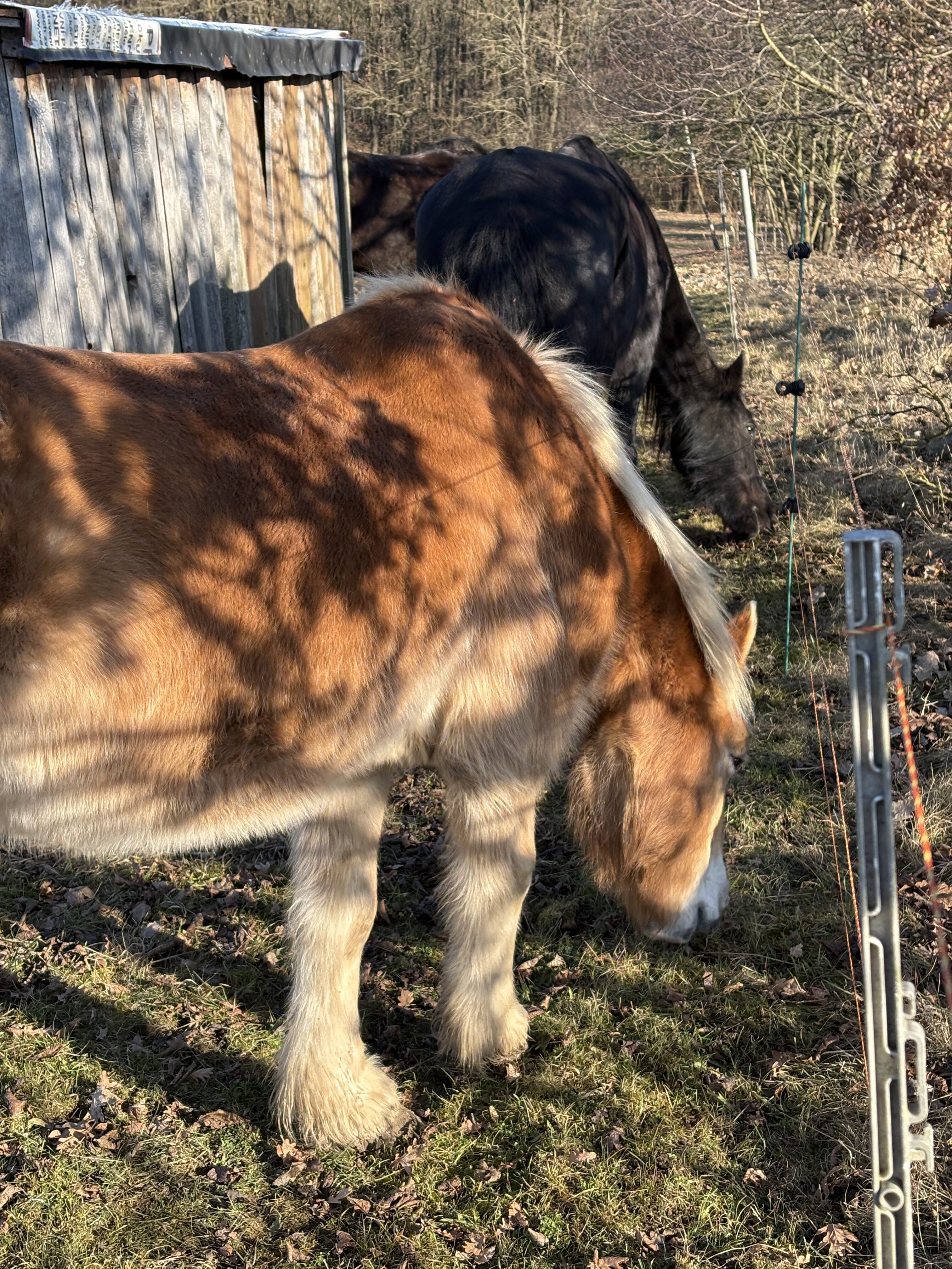 iPhone 16 Plus fotky 5.5