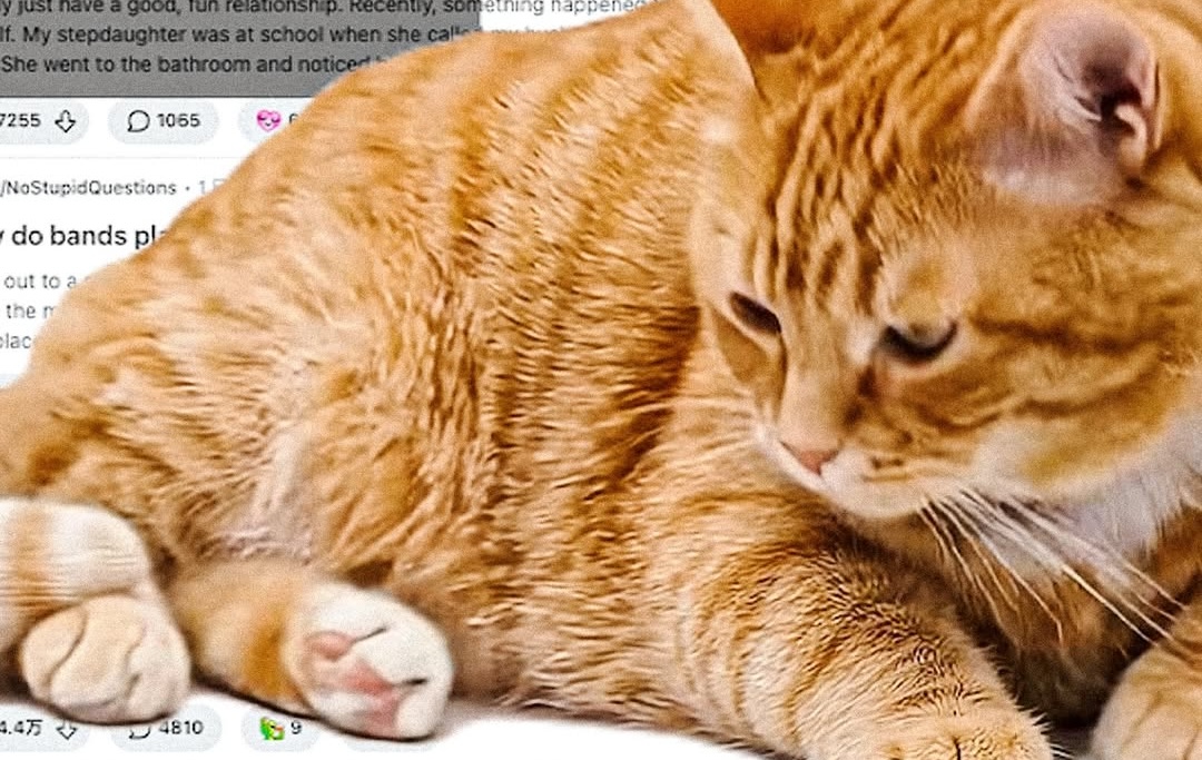 A chubby cat suddenly taking over your screen is the funny idea behind Cat Gatekeeper, a Chrome